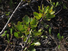 Searsia laevigata laevigata