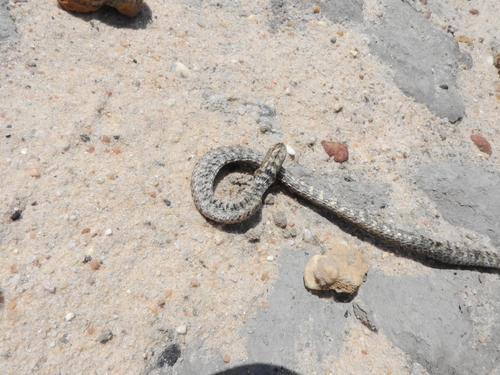 Tapajós River Keelback