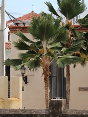 Pritchardia