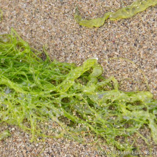 Ulva Intestinalis Marine Algae Of Cape Cod Massachusetts And Adjacent