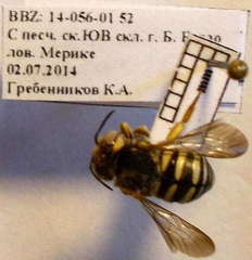 Icteranthidium
