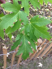 Acer saccharinum