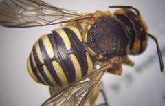 Icteranthidium