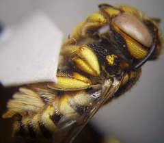 Icteranthidium