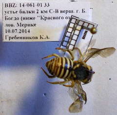 Icteranthidium
