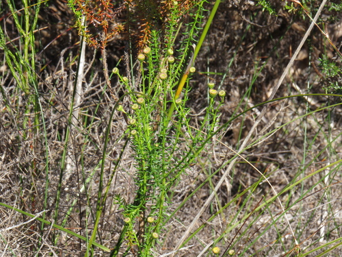 Chrysocoma cernua, photograph 1
