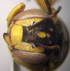 Icteranthidium