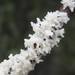 Dog Sick Slime Mould - Photo (c) Suzanne Carriere, some rights reserved (CC BY), uploaded by Suzanne Carriere