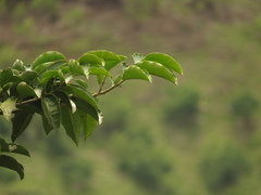 Chrysophyllum argenteum