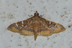 Prophantis adusta