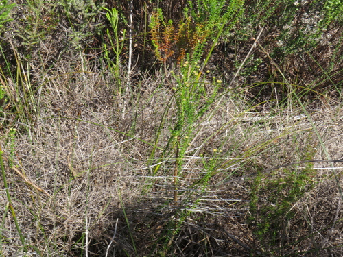 Chrysocoma cernua, photograph 2
