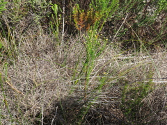 Chrysocoma cernua, photograph Jeremy Gilmore, CC BY, iNaturalist via GBIF