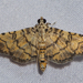 Metasia annuliferalis - Photo (c) Vijay Anand Ismavel，保留部份權利CC BY-NC