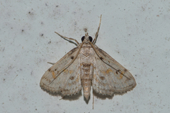 Parapoynx stagnalis