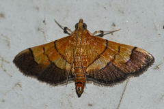 Syngamia latimarginalis