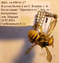 Icteranthidium