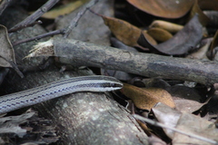 Conophis lineatus