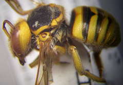 Icteranthidium