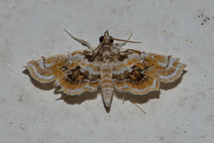 Musotima suffusalis