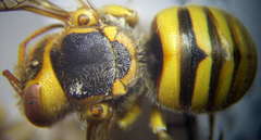 Icteranthidium