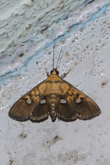 Nosophora semitritalis