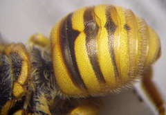 Icteranthidium