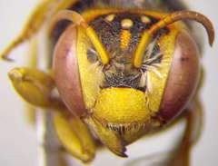 Icteranthidium