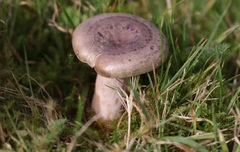 Lactarius circellatus