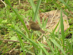 Sporophila nigricollis