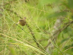 Sporophila nigricollis