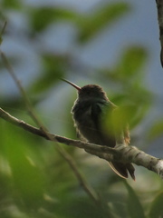 Amazilia tzacatl