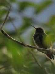Amazilia tzacatl