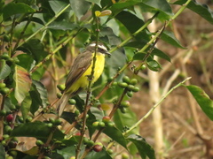 Myiozetetes cayanensis