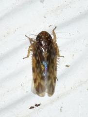 Xestocephalus similis