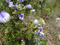 Psoralea pinnata