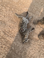 Leopardus pardalis mitis