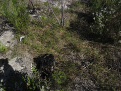 Aspalathus retroflexa