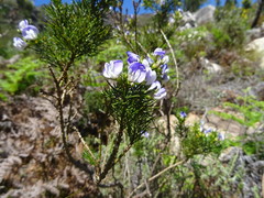 Psoralea pinnata