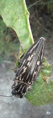 Chalcophora mexicana