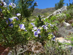 Psoralea pinnata