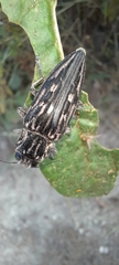 Chalcophora mexicana