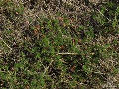 Aspalathus retroflexa