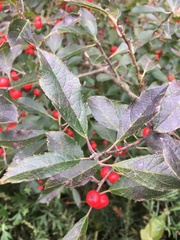 Ilex verticillata