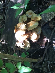 Desarmillaria caespitosa image