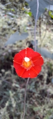 Ipomoea cholulensis