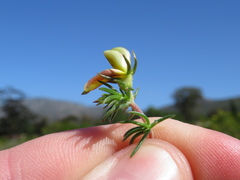 Aspalathus retroflexa