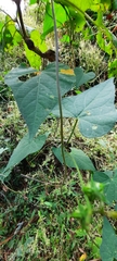 Ipomoea cholulensis