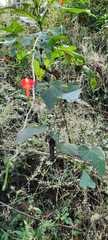 Ipomoea cholulensis