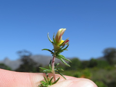 Aspalathus retroflexa