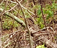 Morococcyx erythropygus